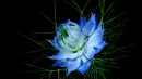 Blue flower