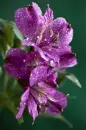 purple flower