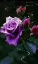 Purple rosa