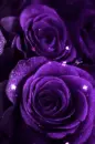 Purple rosa