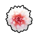 Dahlia