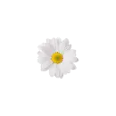 White flower