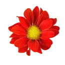 Red flower
