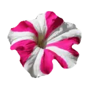 Petunia