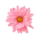 Pink flower