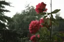 Red rosa in the rain
