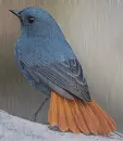 Bird in the rain