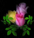 rosas