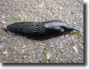 Black snail