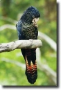 Black cockatoo
