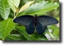 Black butterfly