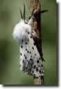 Black-white butterfly