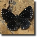 Black-white butterfly