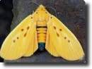 Yellow butterfly