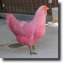 Pink hen