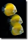 Yellow fish