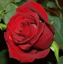 red rosa