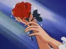 red rosa
