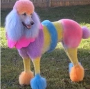 color dog