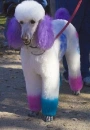 color dog