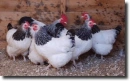 hens
