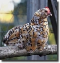 color hen