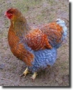 hen
