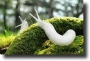 White slug