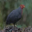 Vérfürj