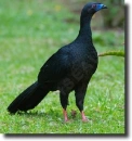 Black guan