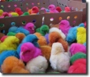 color chicks