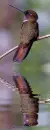 Brown colibri