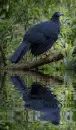 Black guan
