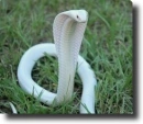 Albino cobra