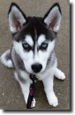 Husky