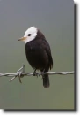 White-black bird