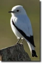 White-black bird