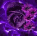 Purple flowers