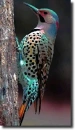 color bird