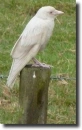 Albino bird