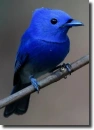 Blue bird