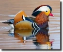 Mandarinréce