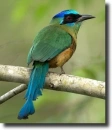 Diadém motmot