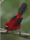 Bíbortangara
