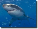White shark