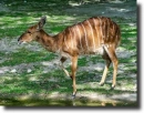 Nyala