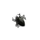 black insect