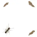 black ants