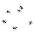 black ants