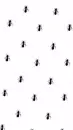 black ants